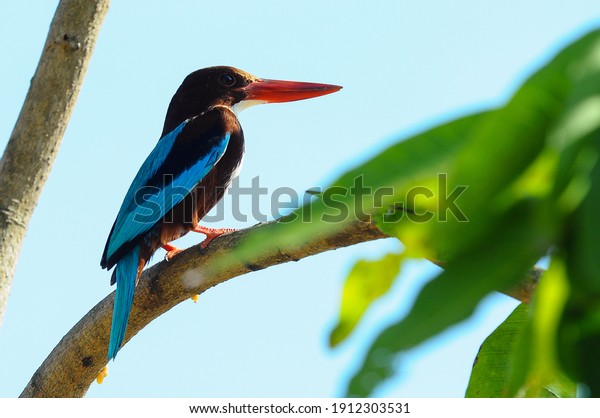 Close up White-throated Kingfisher bird from\
behind perched on branch with green leav and blue sky background.\
Bird on tree branches.