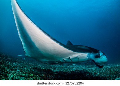 Close Up Wide Angle Shot Of A Giant Coastal Manta Ray Swimming Close To The Ocean Floor. Its Large Pectoral Fins Are Stretched Upwards In A Swimming Position. Dark Blue Ocean Background 