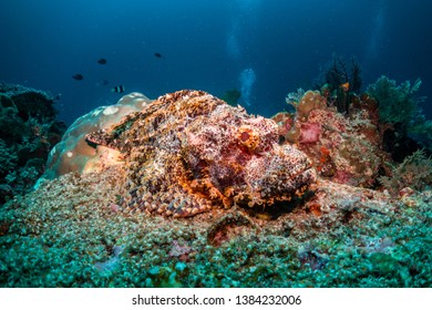Close Up Wide Angle Underwater Shot Of A Camouflaged Scorpion Fish Resting On The Coral On The Ocean Floor. Dark Blue Ocean Background