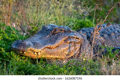 Close Up Of Wild Adult Aligator Resting At Sunset