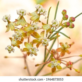 Close Wild Asclepias Verticillata Whorled Milkweed Stock Photo ...