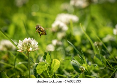 Close Up Of Wild Bee In Mid-air Next To A Clover Flower. Summer Garden Shot.