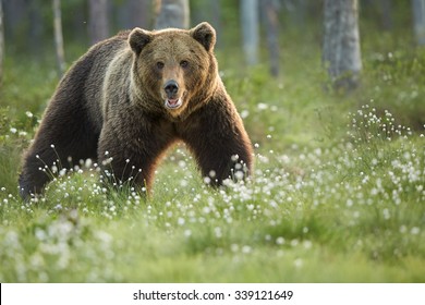 219 Taiga Biodiversity Images, Stock Photos & Vectors 