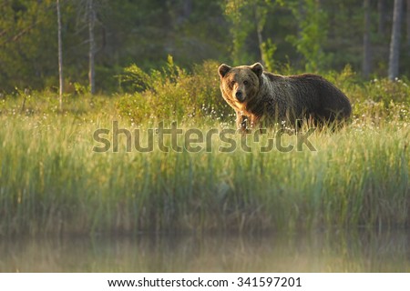 Close up wild, big  Brown Bear, Ursus arctos, male on the bank of lake, staring directly at camera. Arctic meadow with flowering grass lit by early morning colorful light. Wildlife, european taiga.