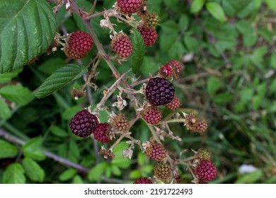 Close Up Wild Blackberry Fruit On Bush Into Garden