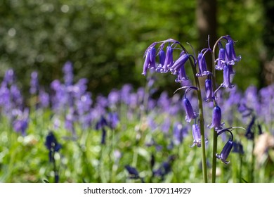 Close up of wild bluebells in abundance in spring, photographed at Old Park Wood nature reserve, Harefield, Hillingdon UK. The woods is an ancient woodland and is a site of Special Scientific Interest - Shutterstock ID 1709114929
