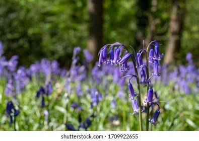 Close up of wild bluebells in abundance in spring, photographed at Old Park Wood nature reserve, Harefield, Hillingdon UK. The woods is an ancient woodland and is a site of Special Scientific Interest - Shutterstock ID 1709922655