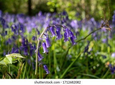 Close Up Of Wild Bluebells In Abundance In Spring, Photographed At Old Park Wood Nature Reserve, Harefield, Hillingdon UK. The Woods Is An Ancient Woodland And Is A Site Of Special Scientific Interest