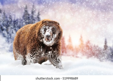 Close Wild Brown Bear In Winter Time