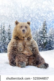 Close Wild Brown Bear In Winter Time