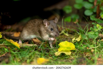 Close up of a wild brown rat in Autumn foraging and eating seeds in natural woodland habitat.   Facing right.  Horizontal.  Copy space.  Scientific name: Rattus norvegicus.