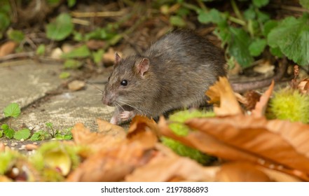 Close up of a wild brown rat in Autumn, foraging for bird seed in a garden with golden leaves and chestnuts.  Facing left.  Scientific name: Rattus norvegicus.  Horizontal. Copy space - Shutterstock ID 2197886893