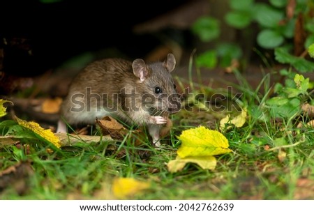 Close up of a wild brown rat in Autumn foraging and eating seeds in natural woodland habitat.   Facing right.  Horizontal.  Copy space.  Scientific name: Rattus norvegicus.