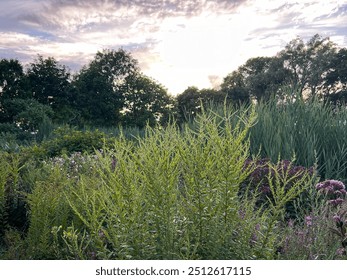 Close up of wild bushes and wildflowers surrounded by tall grasses and a tree line in the background. - Powered by Shutterstock