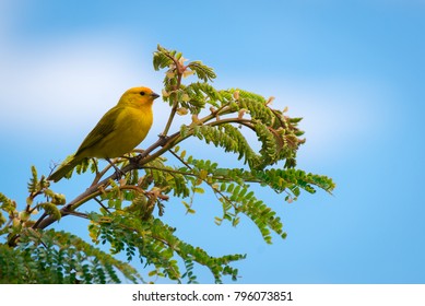 Close up of wild canary passerine bird perched on tree in nature