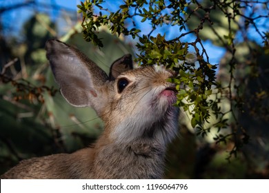 Close up of a wild desert cottontail rabbit eating creosote foliage with prickly pear cactus and a blue sky in the background. Cute cotton tail bunny foraging in Tucson, Arizona. Autumn of 2018.