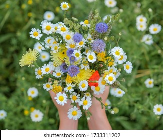 Close up of wild flower bouquet in the hands of a young caucasian white woman. Summer or Spring day. Beautiful floral background. Copy space. Top view of mixed wildflowers bouquet.  - Powered by Shutterstock