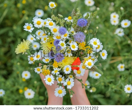 Close up of wild flower bouquet in the hands of a young caucasian white woman. Summer or Spring day. Beautiful floral background. Copy space. Top view of mixed wildflowers bouquet. 