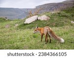 Close up wild fox with bushy tail in the mountains. Caucasus, Russia