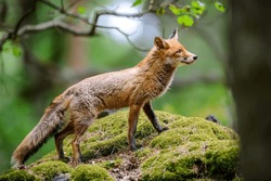 Close Up Wild Fox On Mossy Rock. Natural Forest Habitat With Beast Of Prey.
