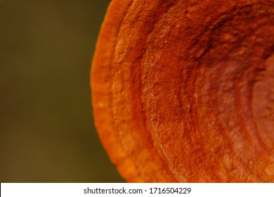 Close Up Wild Ganoderma Mushroom