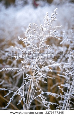 Close up of wild grass in field covered in white frost