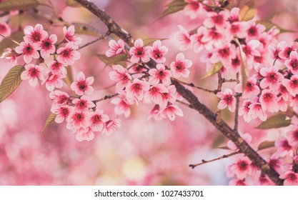 Close up of Wild Himalayan Cherry flowers or Sakura - Shutterstock ID 1027433701