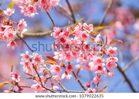 Close up of Wild Himalayan Cherry flowers or Sakura