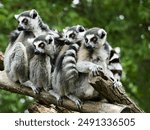 close up of wild lemurs