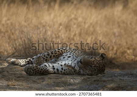 Close up of a wild leopard sleeping on dry sandy grassy earth; sleep, napping enjoying chilling big male adult cat arms stretched out from Yala National Park Sri Lanka; Panthera pardus kotiya; Natta