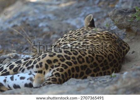 Close up of a Wild leopard sleeping on dry sandy grassy earth; sleep, napping enjoying chilling big male adult cat arms stretched out from Yala National Park Sri Lanka; Panthera pardus kotiya; Natta