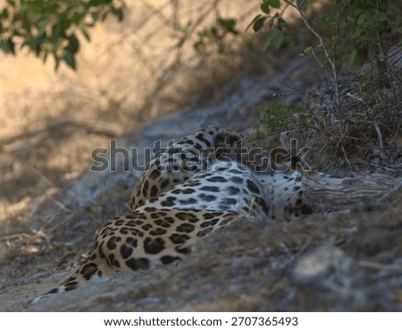 Close up of a Wild leopard sleeping on dry sandy grassy earth; sleep, napping enjoying chilling big male adult cat arms stretched out from Yala National Park Sri Lanka; Panthera pardus kotiya; Natta
