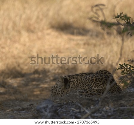 Close up of a Wild leopard sleeping on dry sandy grassy earth; sleep, napping enjoying chilling big male adult cat arms stretched out from Yala National Park Sri Lanka; Panthera pardus kotiya; Natta