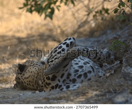Close up of a Wild leopard sleeping on dry sandy grassy earth; sleep, napping enjoying chilling big male adult cat arms stretched out from Yala National Park Sri Lanka; Panthera pardus kotiya; Natta