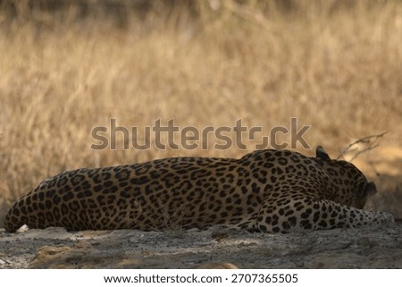 Close up of a Wild leopard sleeping on dry sandy grassy earth; sleep, napping enjoying chilling big male adult cat arms stretched out from Yala National Park Sri Lanka; Panthera pardus kotiya; Natta