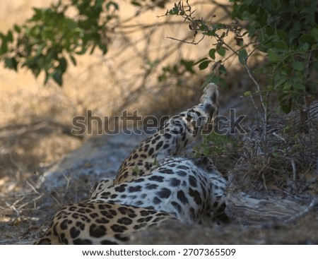 Close up of a Wild leopard sleeping on dry sandy grassy earth; sleep, napping enjoying chilling big male adult cat arms stretched out from Yala National Park Sri Lanka; Panthera pardus kotiya; Natta