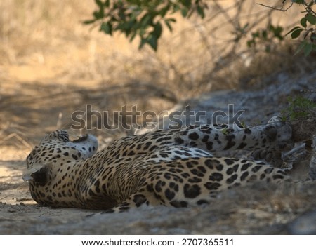 Close up of a Wild leopard sleeping on dry sandy grassy earth; sleep, napping enjoying chilling big male adult cat arms stretched out from Yala National Park Sri Lanka; Panthera pardus kotiya; Natta