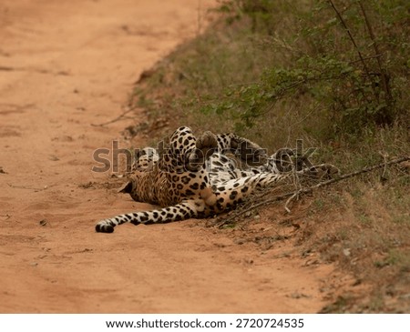 Close up of a wild leopard sleeping on dry sandy grassy earth; sleep, napping enjoying chilling big male adult cat arms stretched out from Yala National Park Sri Lanka; Panthera pardus kotiya; lucas