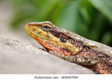 Close Up Of A Wild Lizard (Lacertilia)