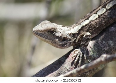 Close Up Wild Lizard On Tree Brand Wildlife Reptile