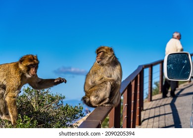 2,549 British monkey Images, Stock Photos & Vectors | Shutterstock