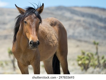 A Close Up Of A Wild Mustang In The Desert