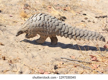 Close up of a wild Pangolin which was spotted on a walking safari in Hwange National Park, Zimbabwe. These are critically endangered and to see one in the wild was very lucky