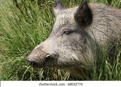 Close Up Of A Wild Pig In New Zealand