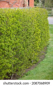 Close Up Of Wild Privet Garden Hedge (ligustrum Vulgare) Outside Victorian House, UK