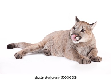 Close Up Wild Puma On Isolated Studio Background