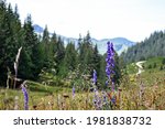 Close up of wild purple Lupine flowers with mountain blurred background. Swiss countryside. Lac des Chavonnes, Canton Vaud, Switzerland