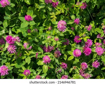 Close up wild red clover. Background of fresh pink flowers and green leaves of clover or trefoil in a summer garden. Trifolium pratense, a perennial and common in Europe especially in natural meadows.