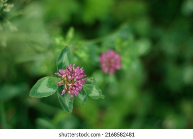 Close up wild red clover. Background of fresh pink flowers and green leaves of clover or trefoil in a summer garden. Trifolium pratense, a perennial and common in Europe especially in natural meadows.