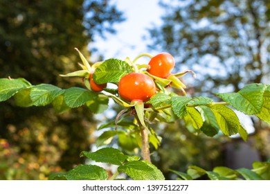 Close up wild rose hips bush in nature with bright wild rose or dog rose berries or fruits for a healthy eating on branches or twigs on the background of Autumn sun shining at blue sky. Back to school